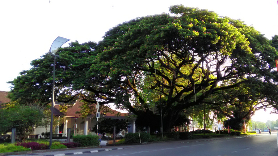 五点钟树下等候一场雨