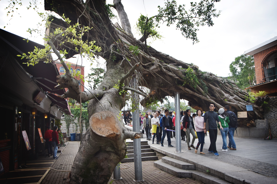 倒下的老树，带走了岁月的秘密