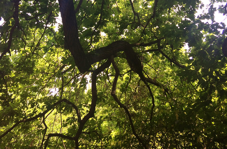 禅修的慢活体验