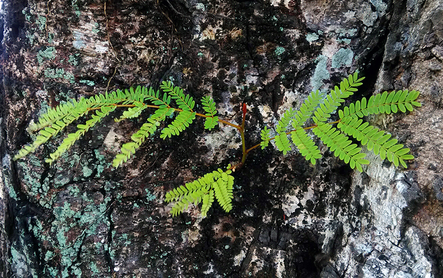 勇敢不是不怕，而是带着恐惧前行