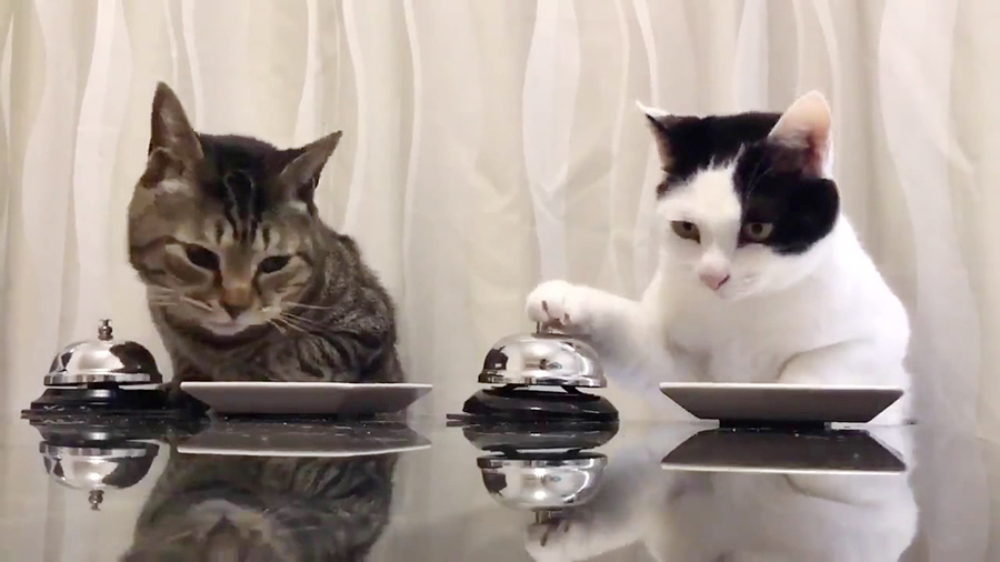 好奇真的会杀死猫吗？