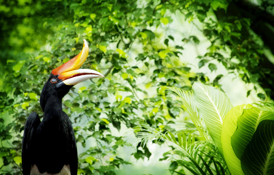 犀鸟之乡 ，那些有趣的鸟事