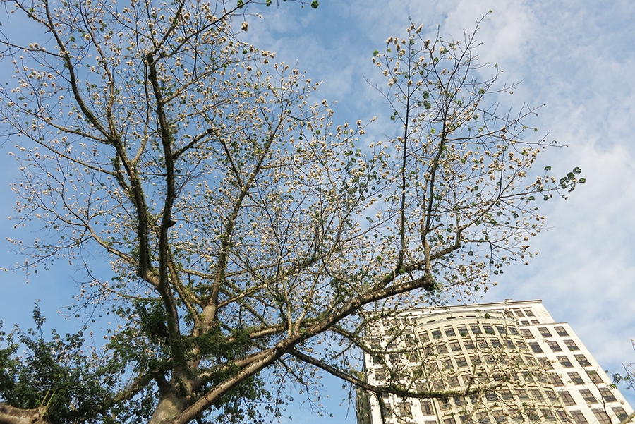 吉贝木棉 ，王者的神木。