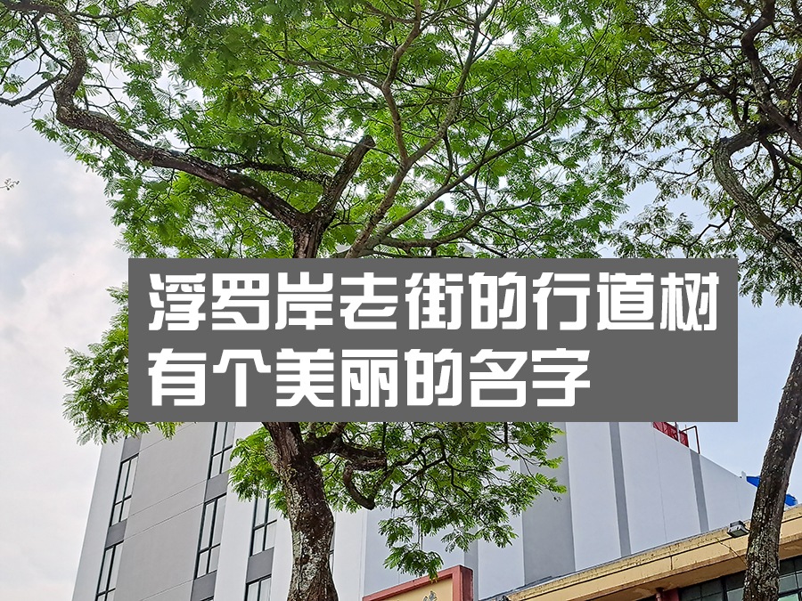 浮罗岸老街 的黄焰木