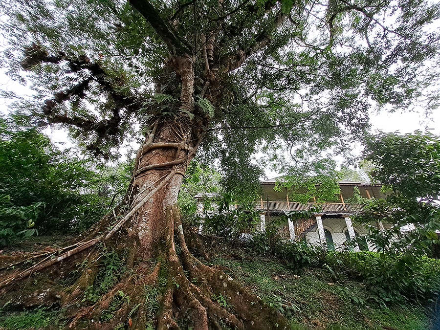 老城区后山老树巡礼